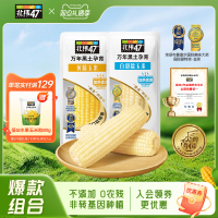 北纬47度新鲜白糯玉米棒12穗