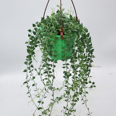 掉兰奇趣垂吊盆栽稀有四季花卉植物e花草庭院吊兰家里客z厅好养阳
