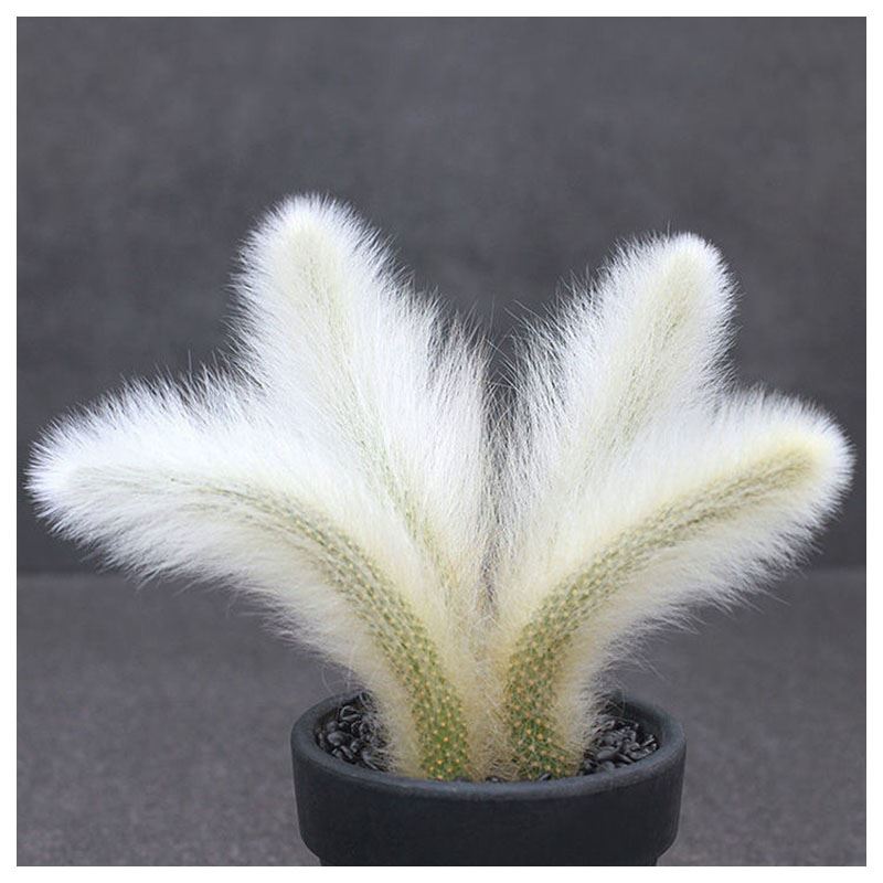 九尾狐 猴尾柱 多肉植物 室内盆栽花 阳台卉花绿植 植物老桩