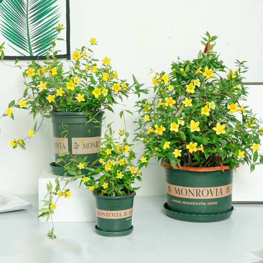 香水藤盆栽带花苞室内茉莉花苗耐寒爬藤植物四季开花绿植浓香—花卉