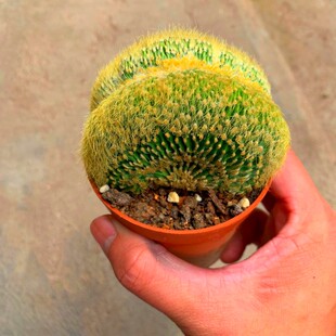 高档金丝猴缀化仙人球金冠多肉植物稀有品种室r内桌面小盆栽防奢