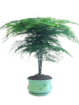 大文竹盆景图片