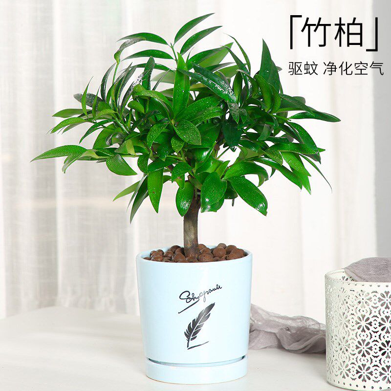 驱蚊植物竹柏盆栽植物盆景老x桩办公室内四季常青花卉好养客厅绿