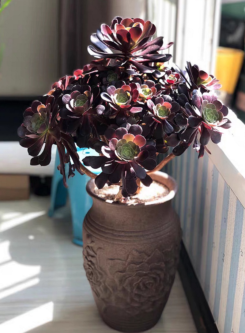 大号特大号口径高筒便宜法师盆绿植悬崖桩蝴蝶兰花多肉花盆老桩盆
