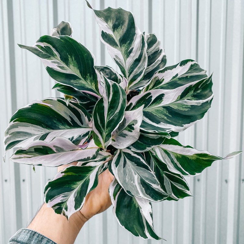 所见|天使竹芋青苹果夏季好养可水培办公室盆栽客厅观叶绿植喜阴