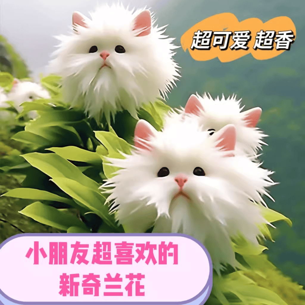 耐寒猫猫兰花浓香型花卉盆栽绿植四季