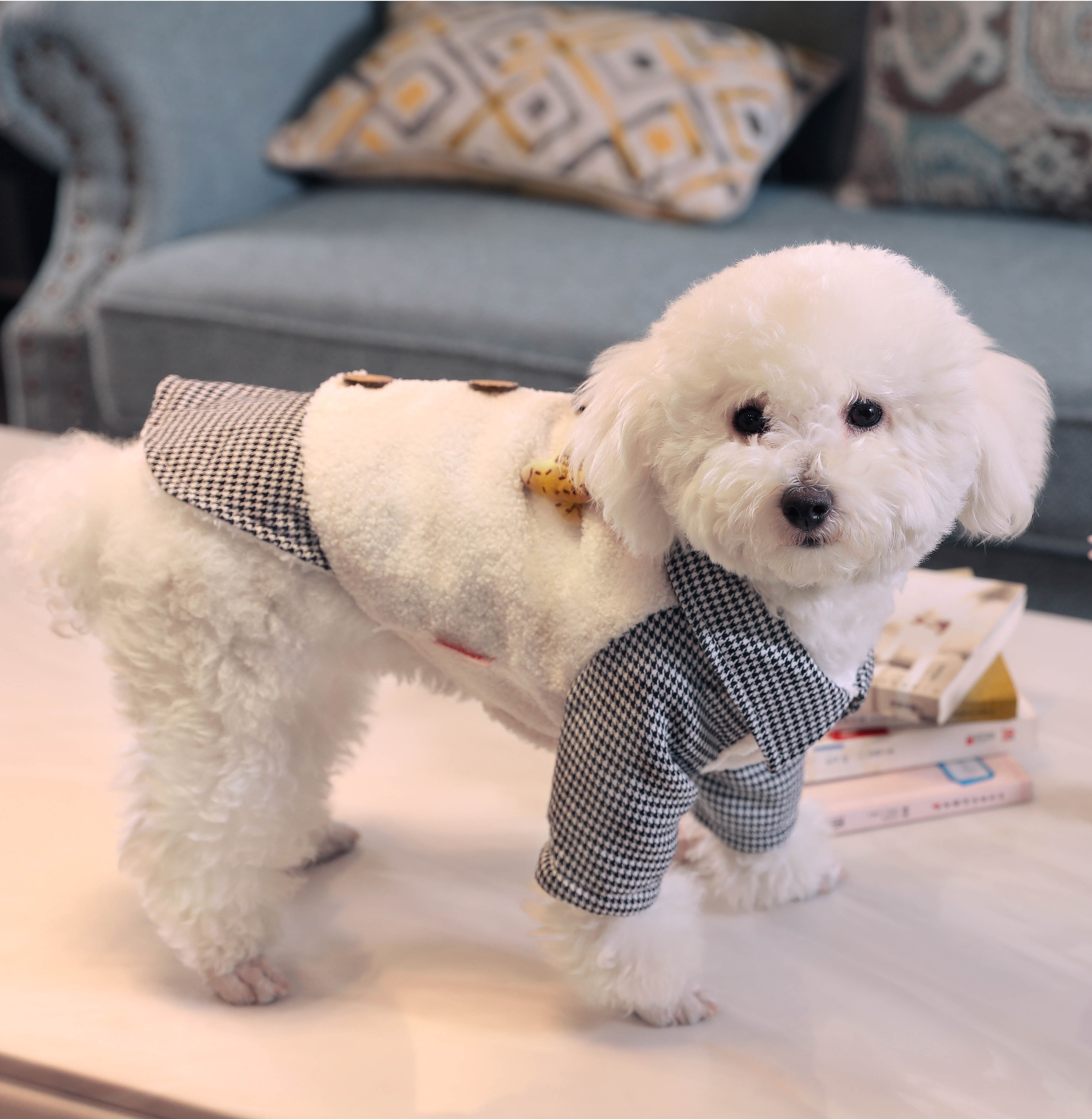 泰迪狗衣服冬装加厚纯棉