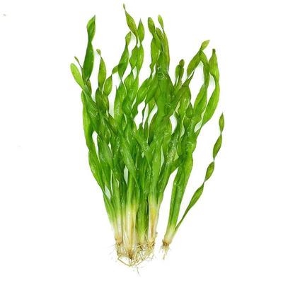 鱼缸真水草缸植物造景s无需co2新手阴性水草纽兰扭兰活水草中后