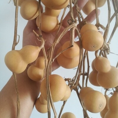 新品连枝带秧福禄连连手捻小葫芦工艺品挂件天然手把玩l连藤.