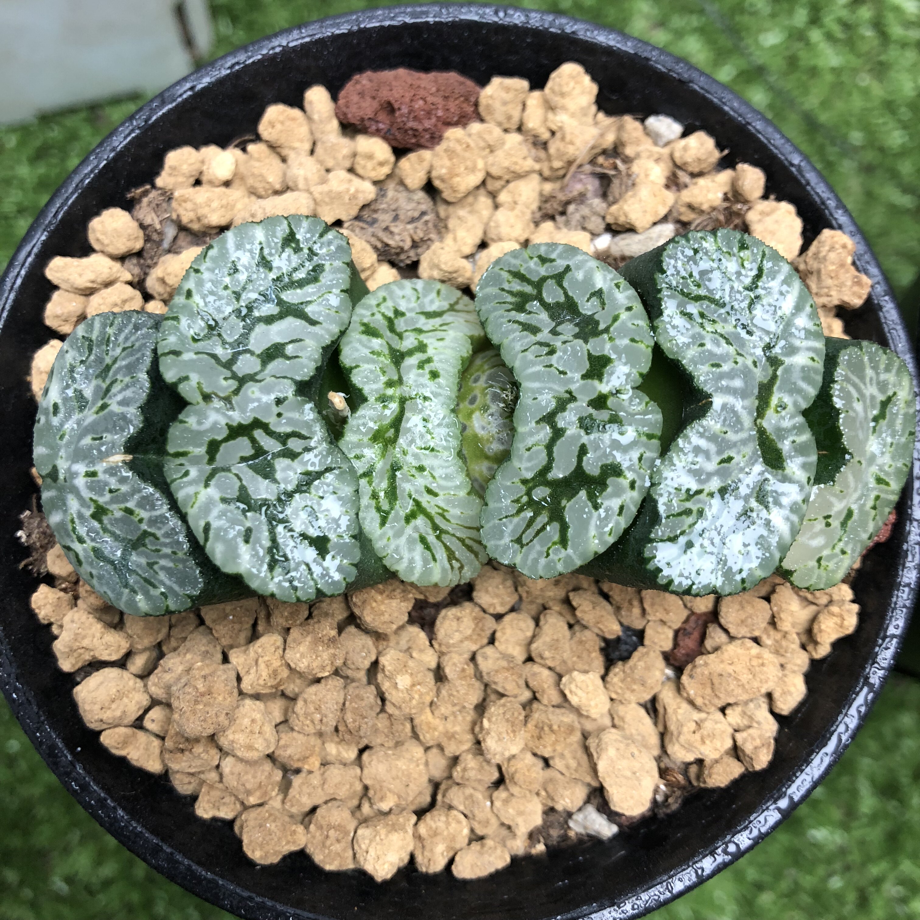 德田猛犸玉扇多肉植物十二卷四季易养办公桌阳台清新绿植趣味礼物