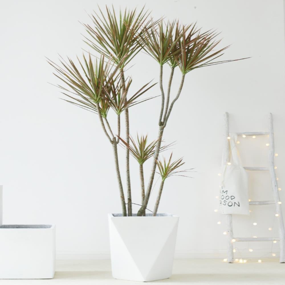 似玉千年木盆栽日系风格千年木造型室内绿植大型植物客厅大盆栽