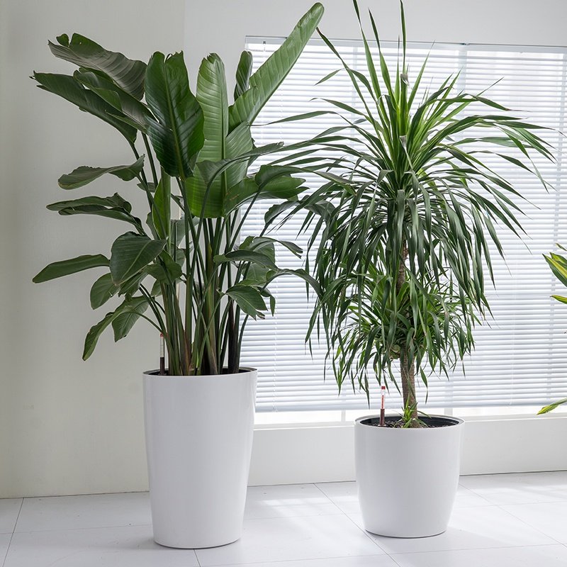 北欧大型绿植花盆懒人自动吸水客厅地面深高盆圆形塑料大花盆特大