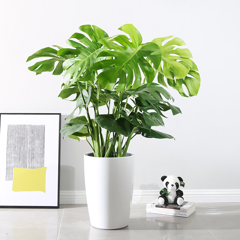 龟背竹盆栽室内大植物客厅吸甲醛净化空气北欧阳台绿植龟背叶开背