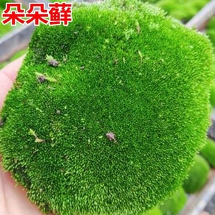 上水石吸水石盆景盆栽青苔苔藓种子孢子粉微景观鲜活植物种籽铺面