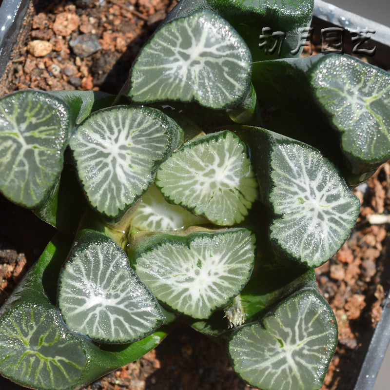 白妙万象初月园艺十二卷经典铭品珍稀有多肉植物有一物一拍