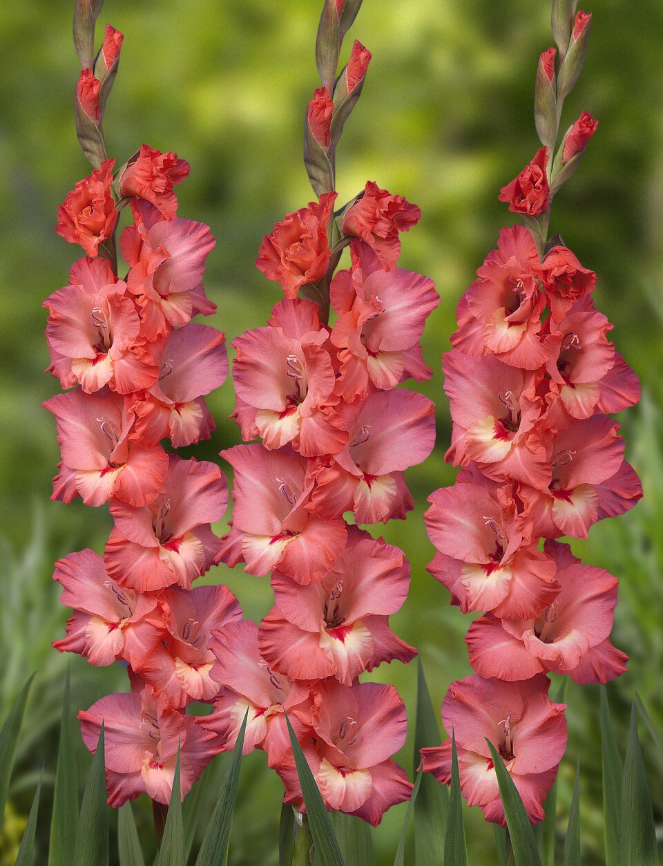 唐菖蒲盆栽室内外庭院花卉剑兰花w苗四季种植净化空气当年开花植