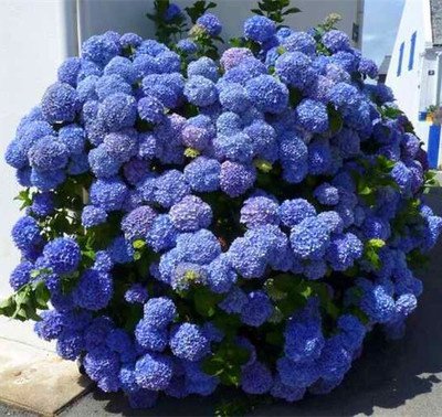 新品高杆大苗无尽夏绣球花苗四季一级老桩庭院阳台室外耐寒植物带