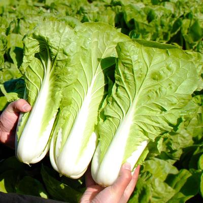 菜蔬536小白菜籽菜种种德菜菜青n四季快种籽小白菜菜籽种孑高子