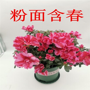 粉面含春杜鹃花盆栽花苞珍贵品种阳台室内四季开花绿植花卉
