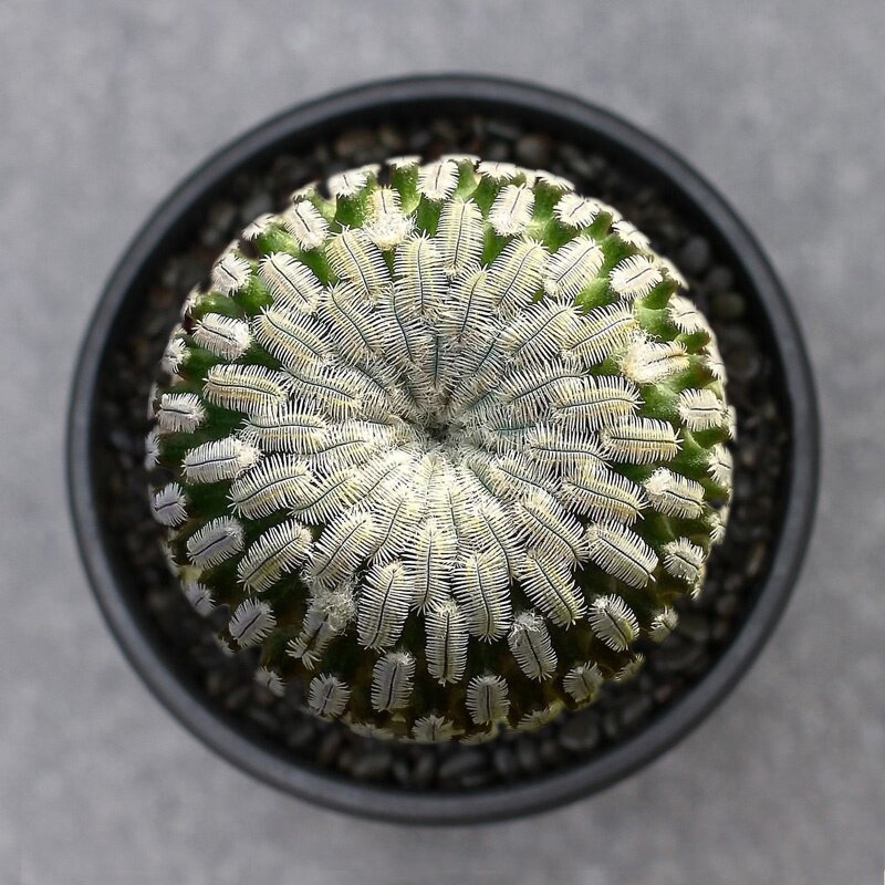 植物员外精巧殿一物一拍娇丽属开花仙人球防辐射多肉植物盆栽