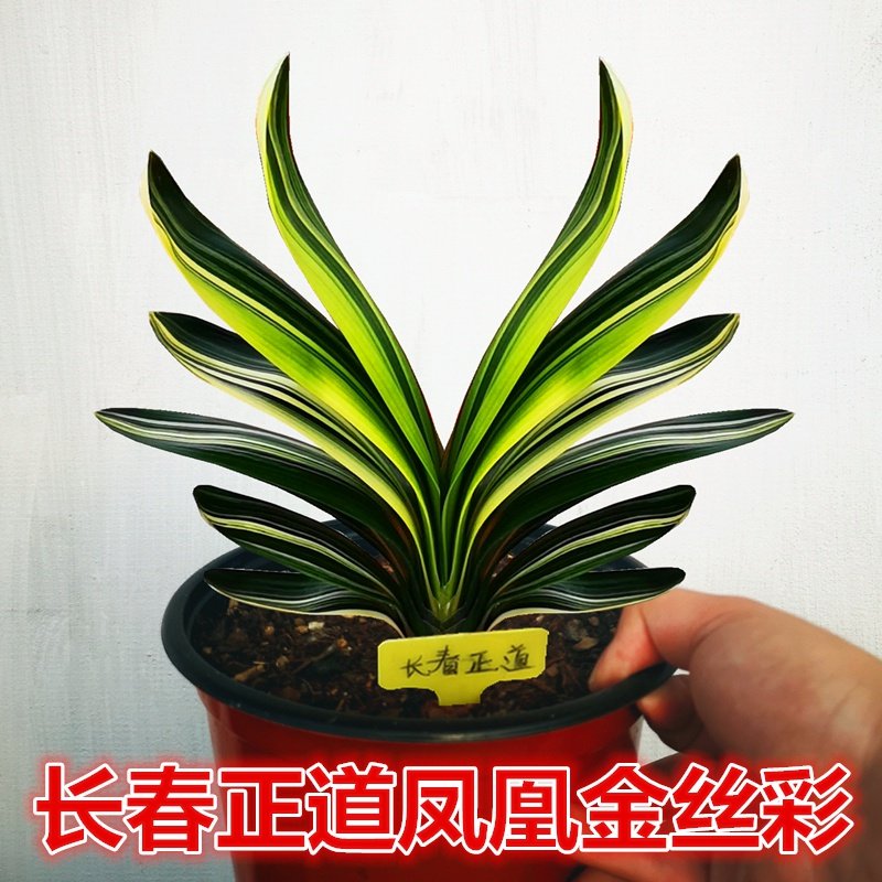 新品长春精品君子兰盆栽凤凰金丝彩短叶宽叶鸳鸯彩兰覆轮国兰小苗