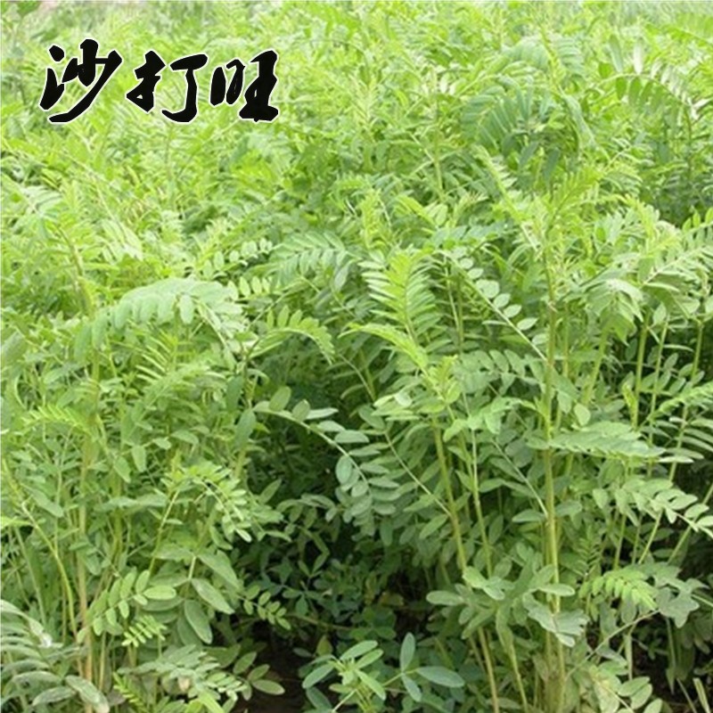 沙打旺种子多年生牧草绿肥草护坡草耐