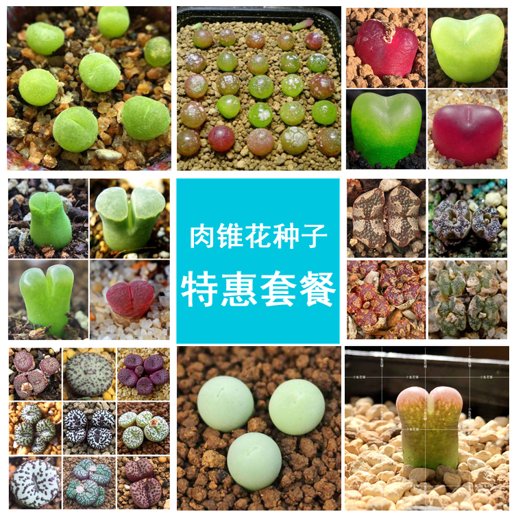 肉锥花多肉植物萌pp生石花番杏科群生口笛老桩口迪多头盆栽绿植