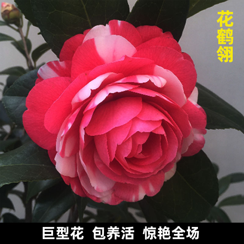 【茶花盆栽树苗】_价格_图片_新款_品牌 - 唯一值得购