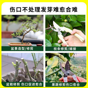 国光糊涂植物伤口愈合剂柑橘果树桃树苗木大树移栽修剪树皮修复膏