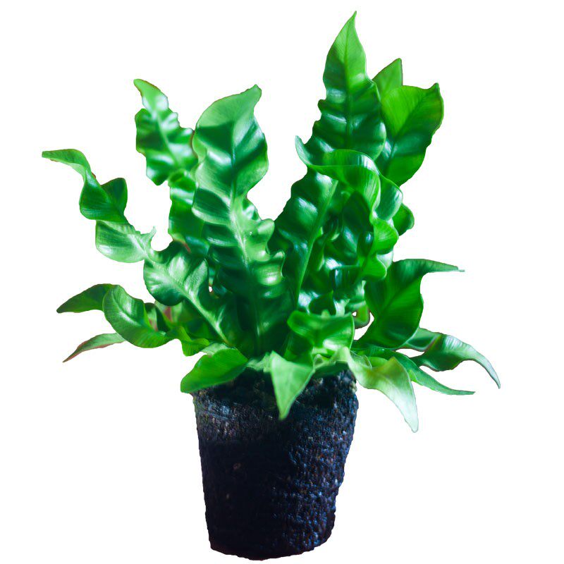 高档蕨桌绿植鸟巢蕨盆栽阔稀植物水培波浪宽叶类p面叶有观叶名ins