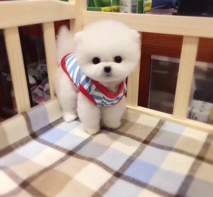 纯种博美幼犬狗活物茶杯犬俊介小型博美犬适合小孩的好养宠物真狗