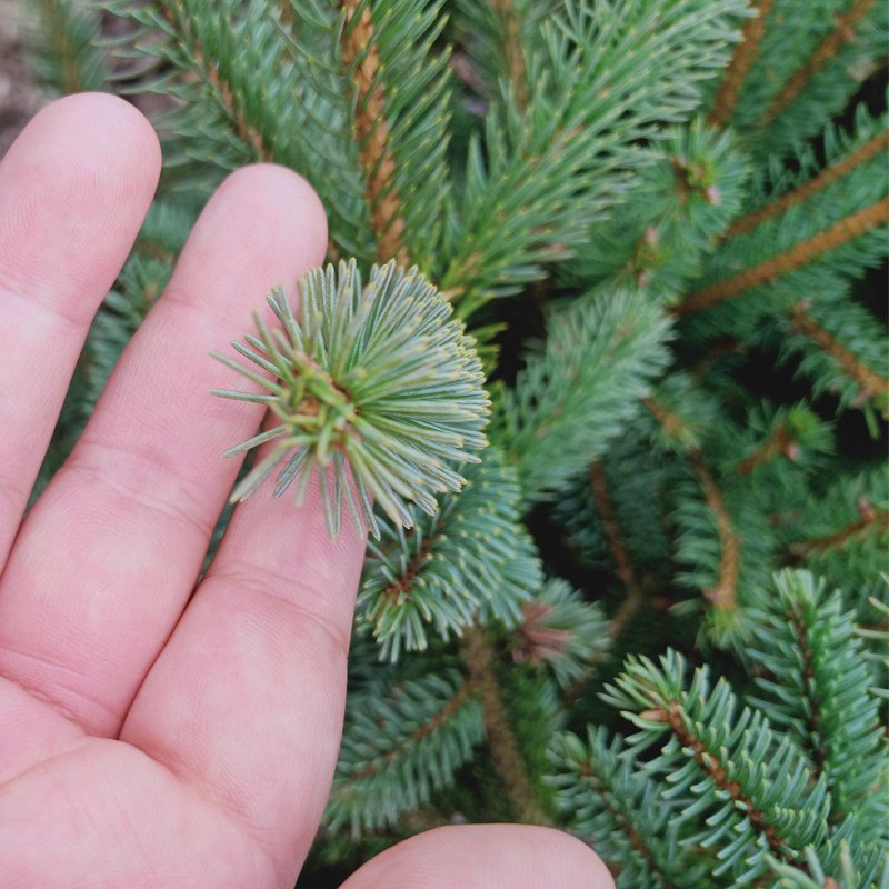 圣诞树家用真树-特价促销-优惠券领取-价格|多少钱