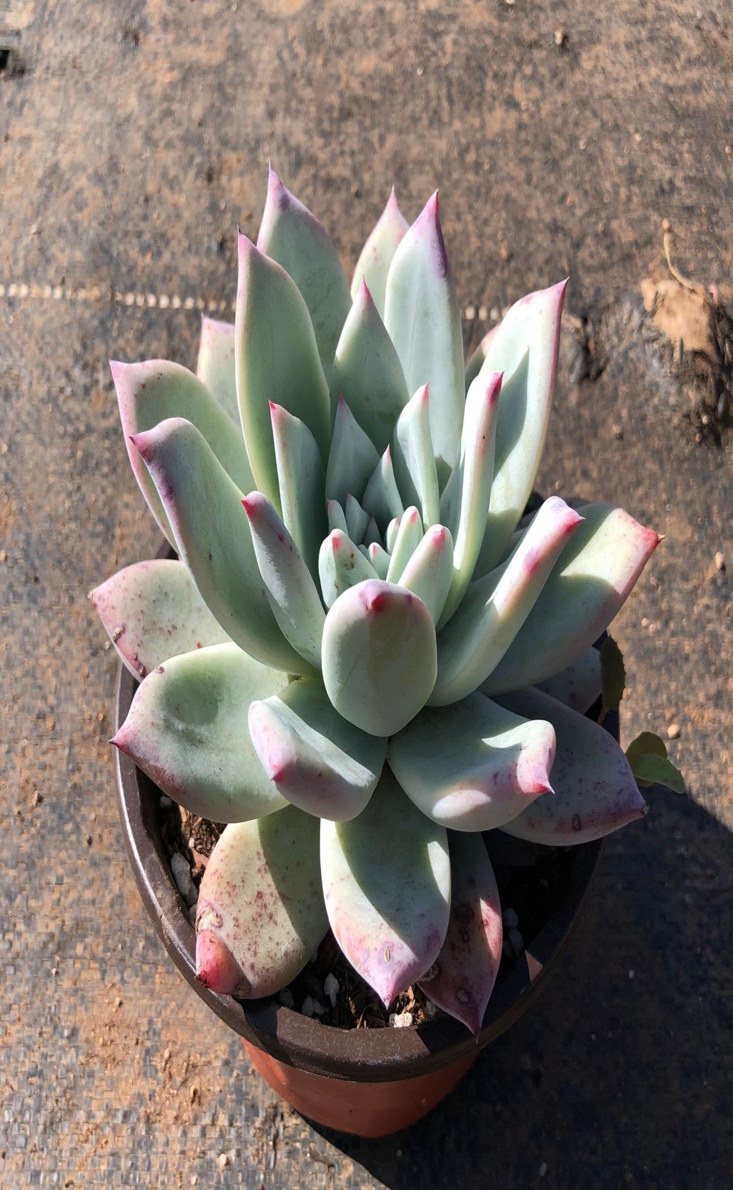 花田坊单头野卡多肉植物直播专拍十四号链接68包邮发货