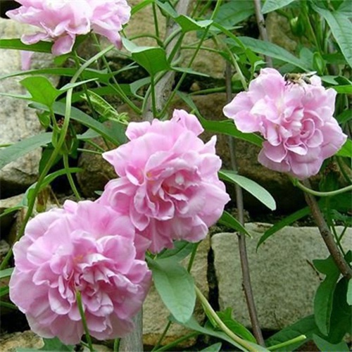 一折缠枝牡丹_新品满45包邮缠枝牡丹j花苗庭院爬藤植物重瓣爬牵牛优惠