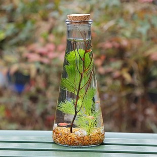 免打理桌面生态瓶自循环微景观DIY材料创意苔藓盆景好养鲜活绿植
