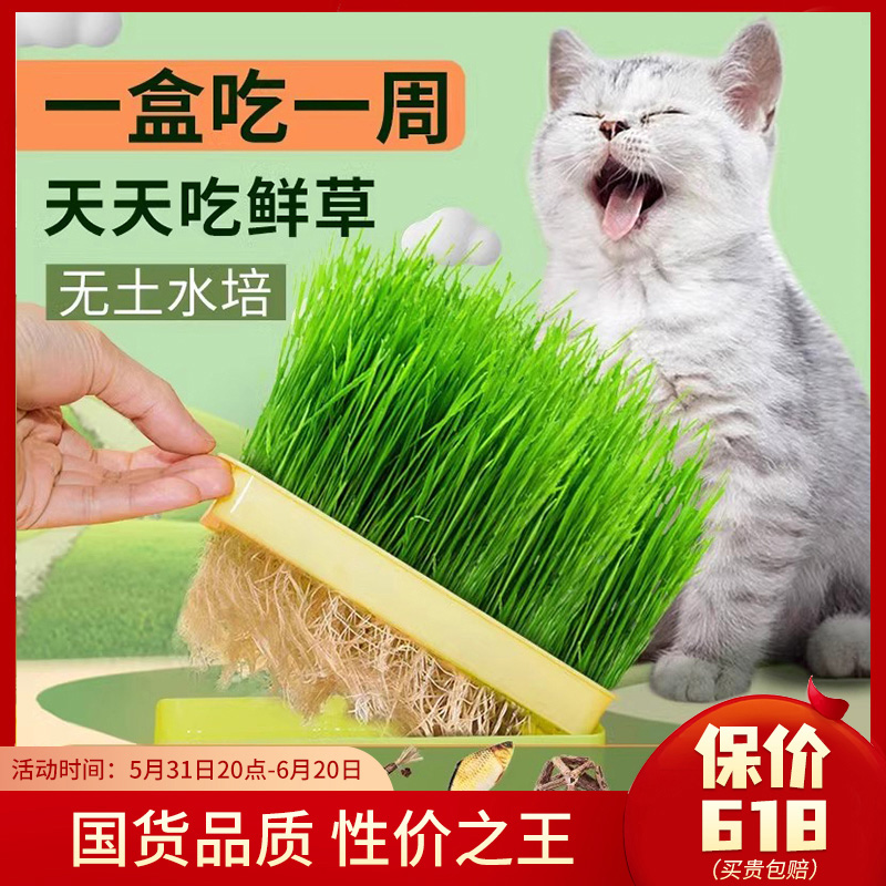 猫草盆栽种子水培盒猫薄荷化毛草无土