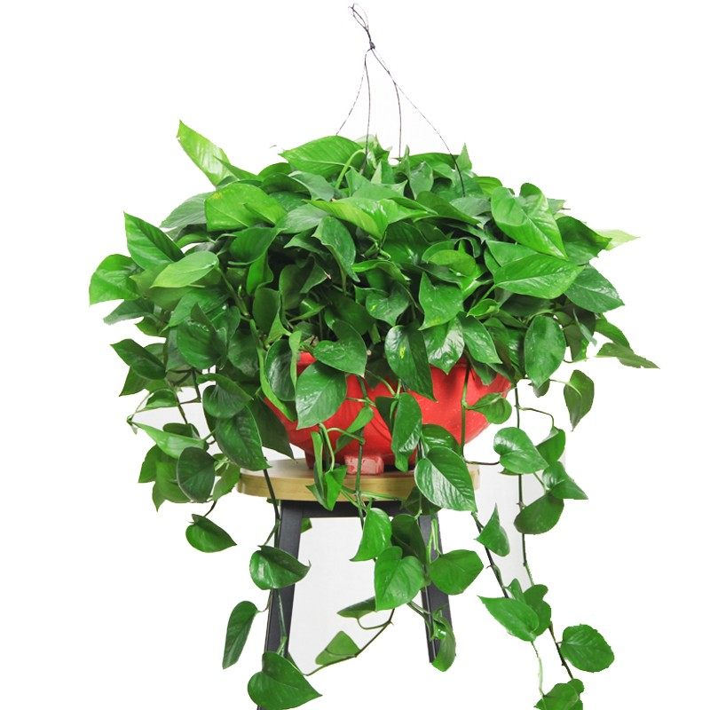 高档绿萝盆栽大绿萝绿植花卉室内植物客厅新房入住去甲醛净实用