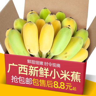 正宗广西香蕉新鲜小米蕉水果包邮小香芭蕉苹果蕉9斤自然熟当季10