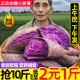 现挖农家甜心紫薯10斤大果新鲜板栗红薯番薯地瓜蜜薯糖心香薯蔬菜