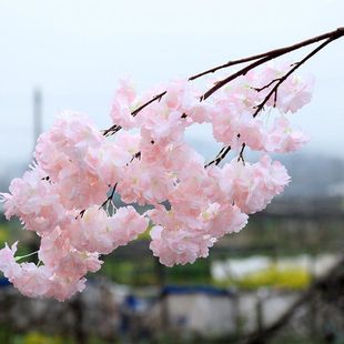 假花仿真花摆设樱花仿真樱花枝婚庆樱花树枝假桃花枝仿真花绢花墙