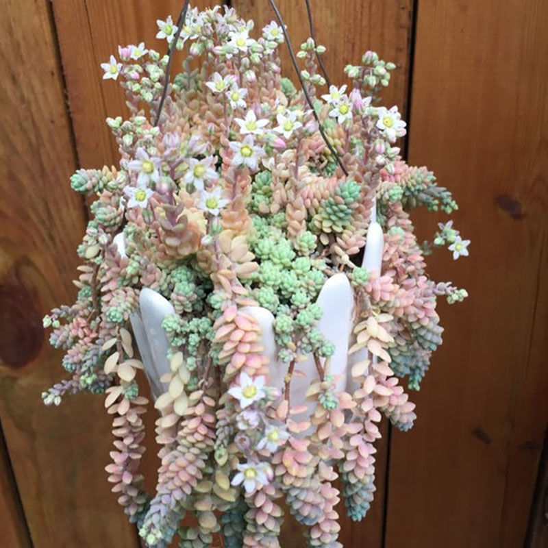 多肉植物包邮 旋叶姬星美人 肉c肉植物组合绿植花卉盆栽多肉爆盆