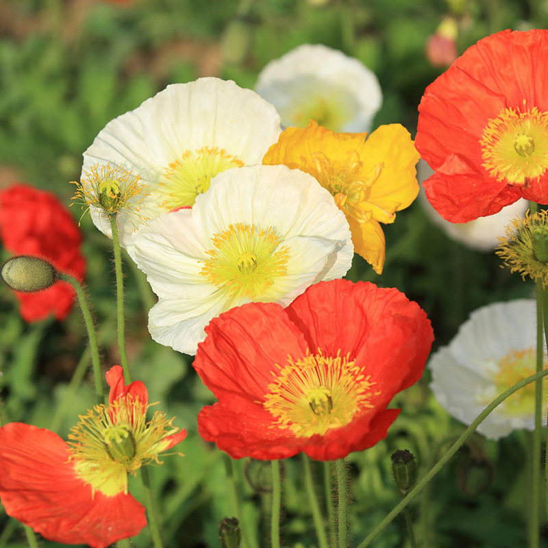 冰岛虞美人花种子籽孑易活耐寒一年多年生庭院室外阳台盆栽白黄红