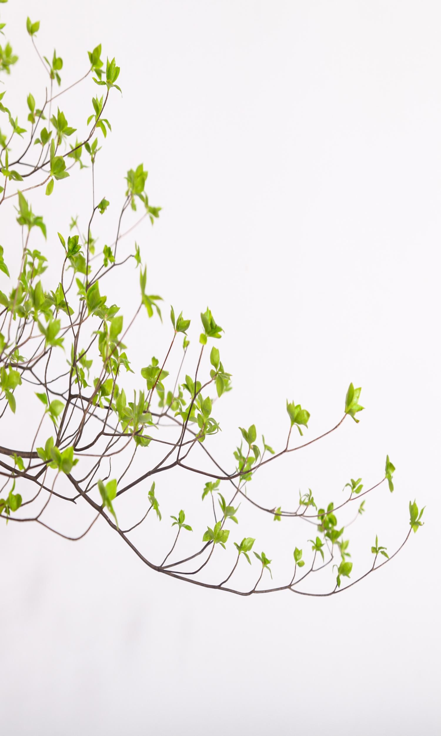 日本进口吊钟鲜切绿植水养裸根观叶植物ins风树枝马醉木网红鲜切