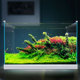 森森加宽超白玻璃鱼缸草缸客厅小型生态水族箱水草缸桌面金鱼缸