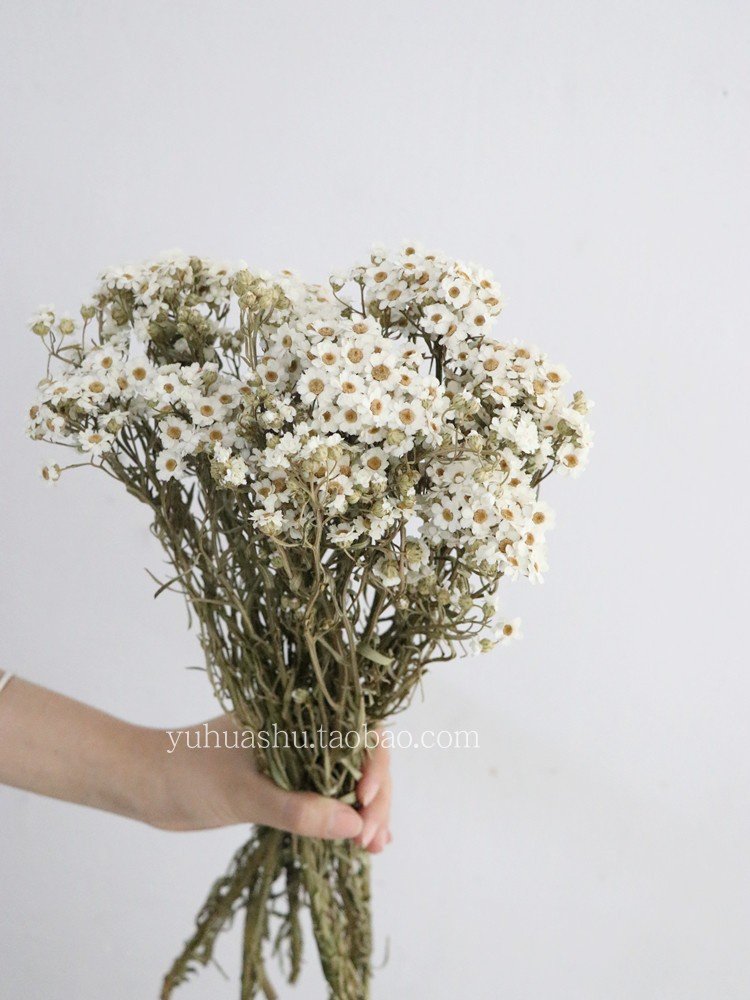 ins风文艺小清新进口天然干花小雏菊黛西花束装饰真花摆件软装