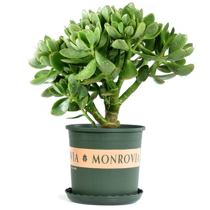 高档玉树盆栽老桩大叶玉树耐旱办公室内阳台客厅好养多肉植物实用