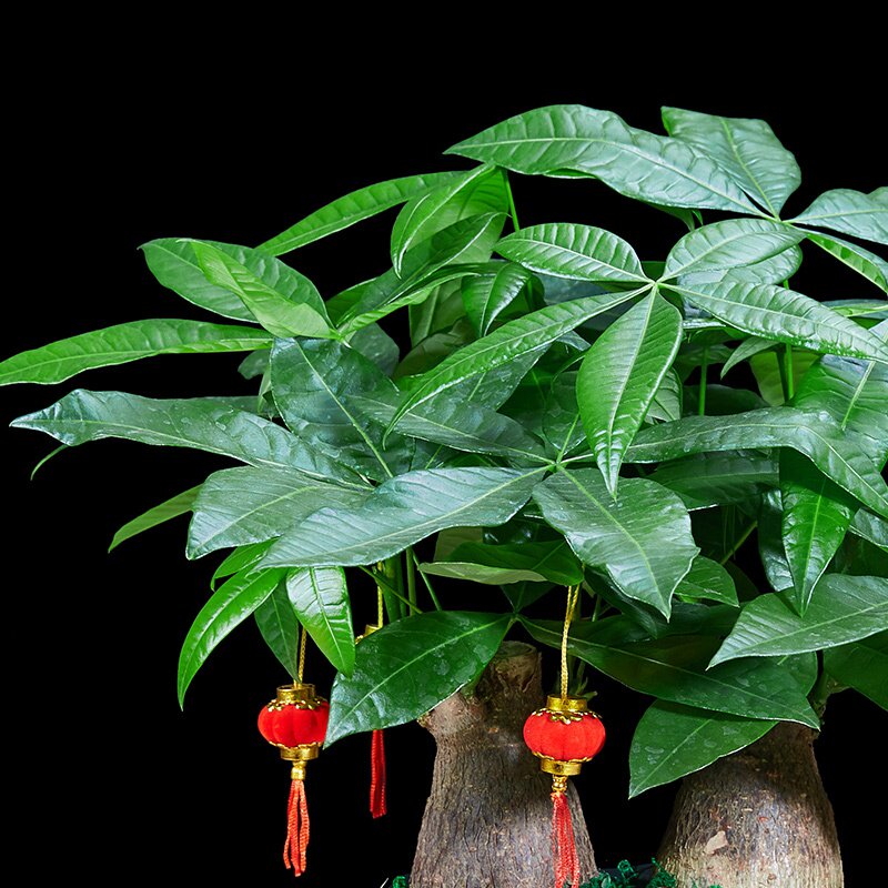 新品发财树室内客厅大型绿色植物盆栽四季常青吸甲醛防h辐射净化