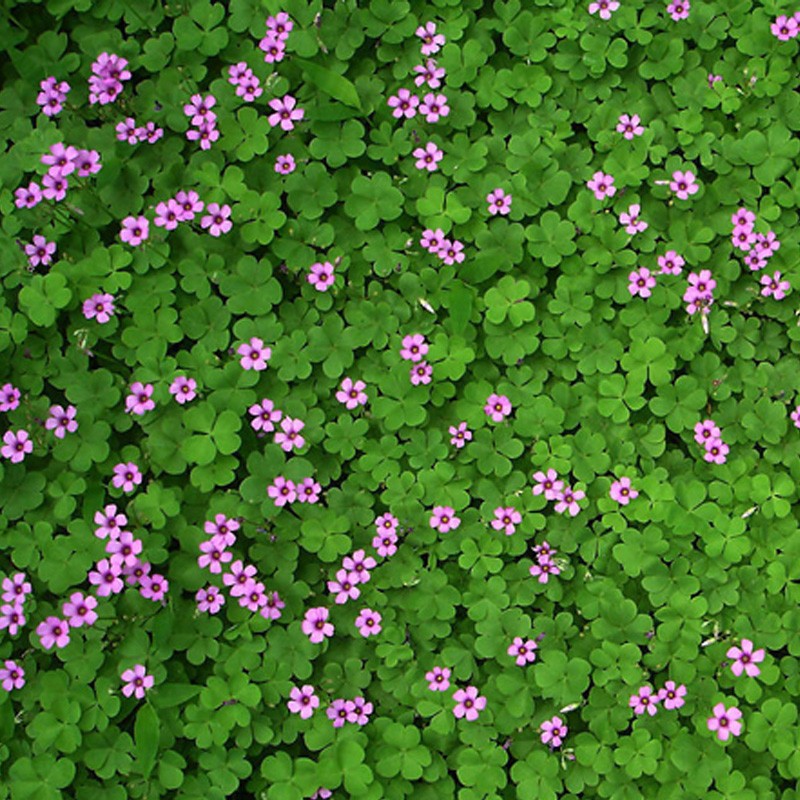 三叶草四叶草种子幸运草花种籽四季常