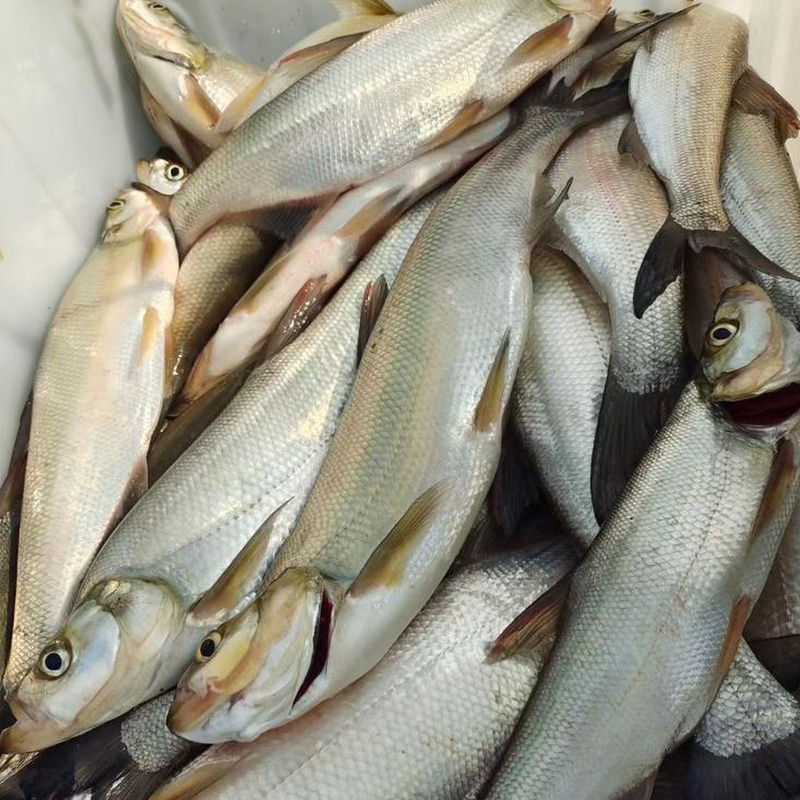 翘嘴鱼鲜活现杀速冻清理调理冰鲜翘嘴白白鱼刁子鱼湖北特产大白刁
