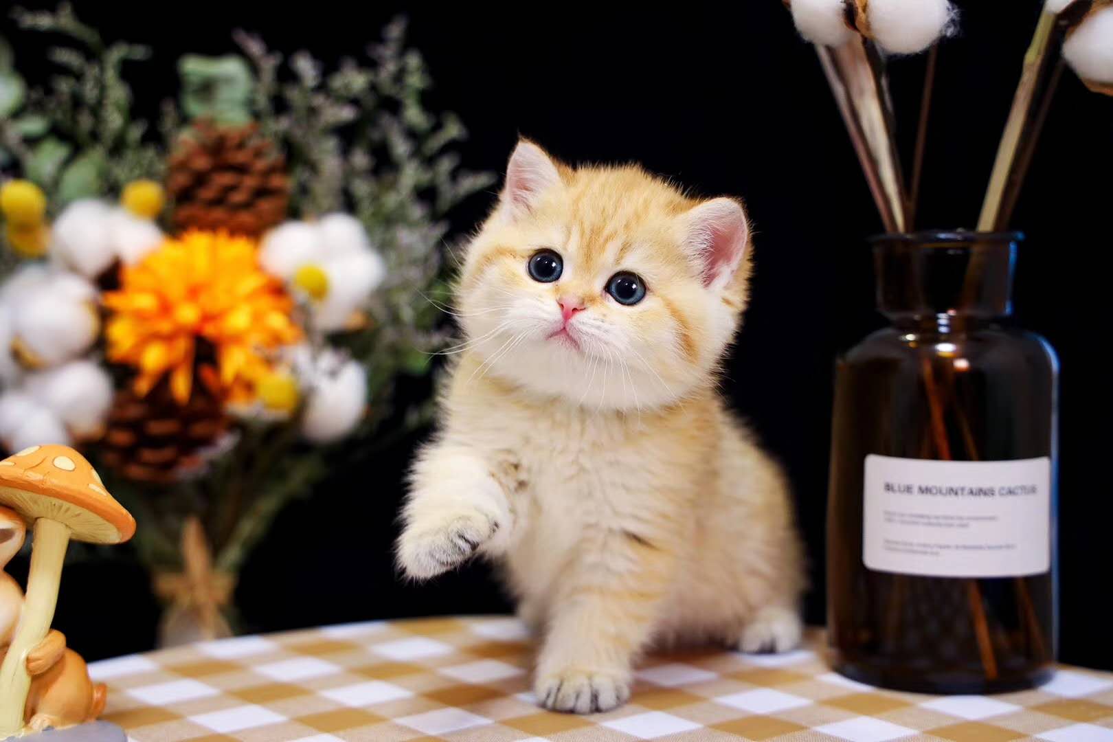 猫猫